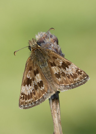 Dingy Skipper Erynnis tages