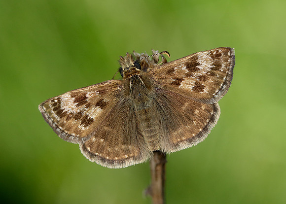 Dingy Skipper Erynnis tages