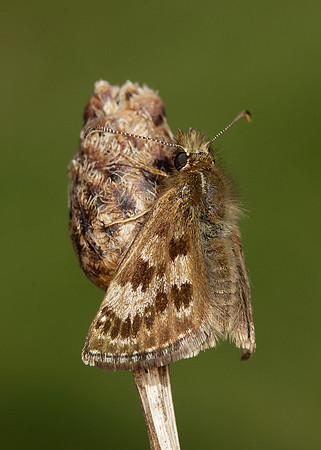 Dingy Skipper Erynnis tages