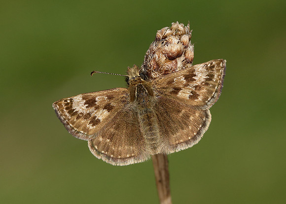 Dingy Skipper Erynnis tages