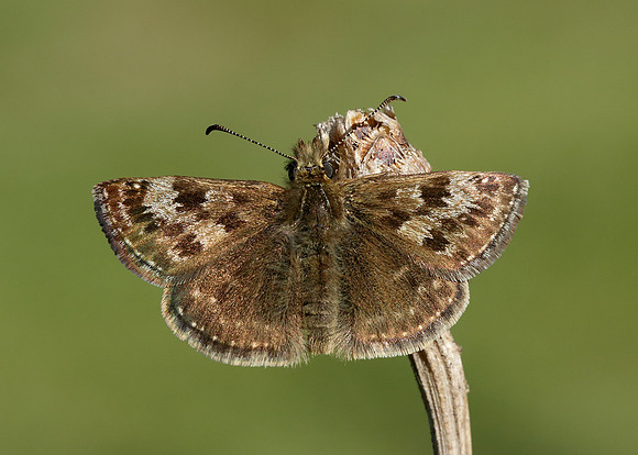 Dingy Skipper Erynnis tages