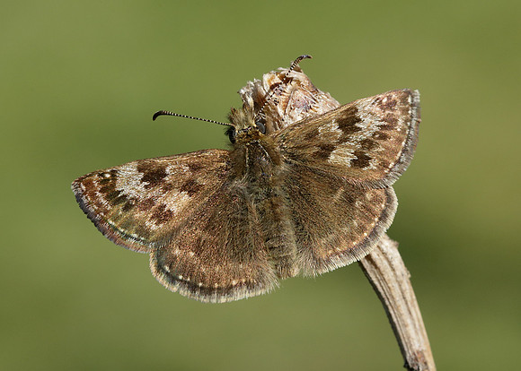 Dingy Skipper Erynnis tages