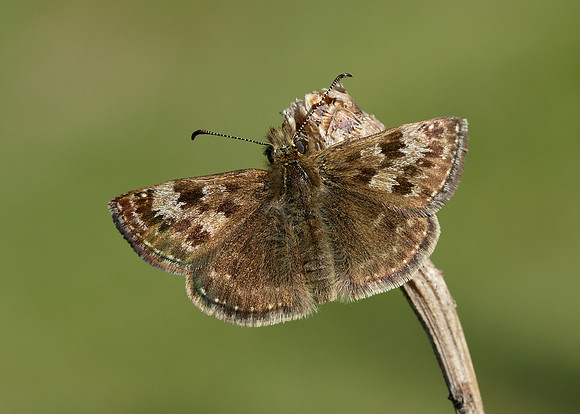 Dingy Skipper Erynnis tages