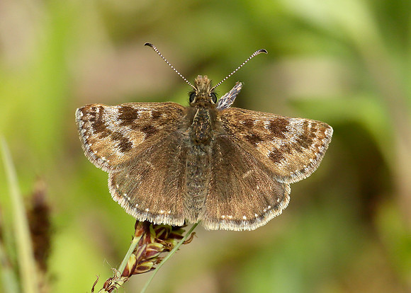 Dingy Skipper Erynnis tages