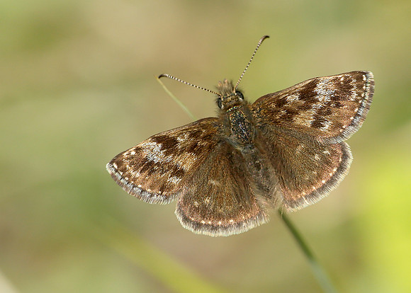 Dingy Skipper Erynnis tages