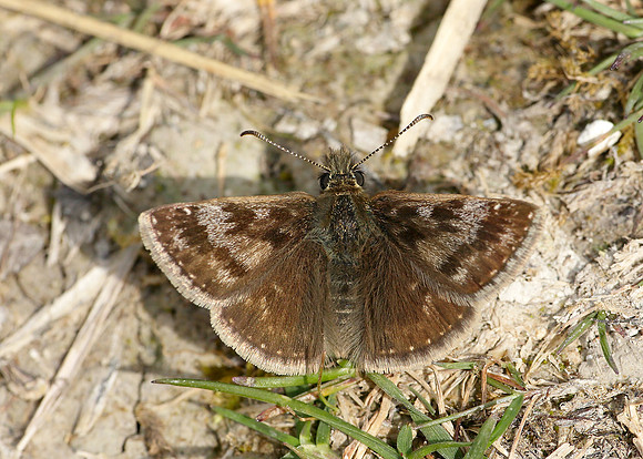Dingy Skipper Erynnis tages