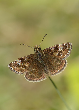 Dingy Skipper Erynnis tages
