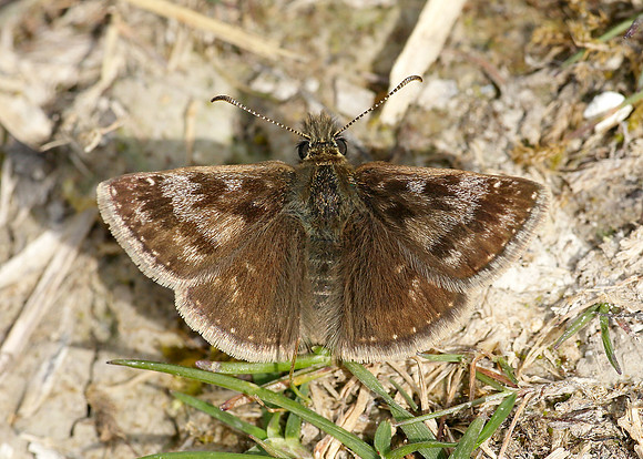 Dingy Skipper Erynnis tages
