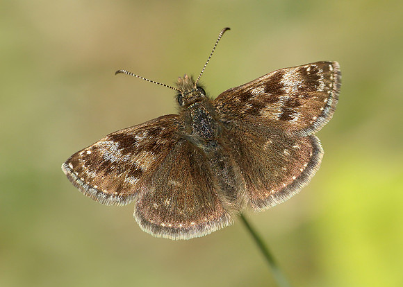 Dingy Skipper Erynnis tages