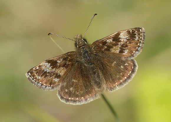 Dingy Skipper Erynnis tages