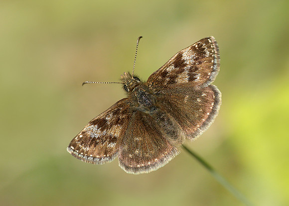Dingy Skipper Erynnis tages