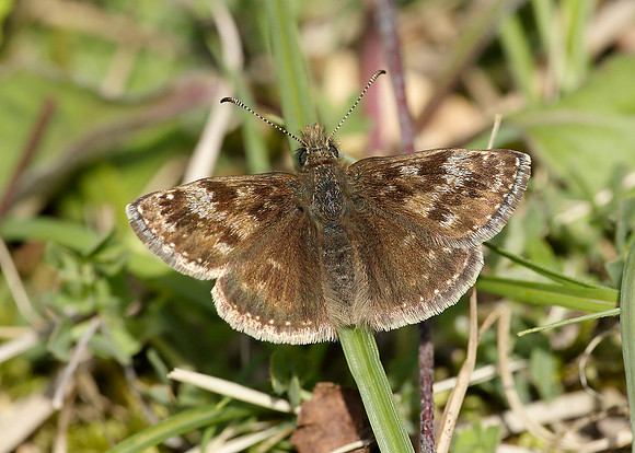 Dingy Skipper Erynnis tages