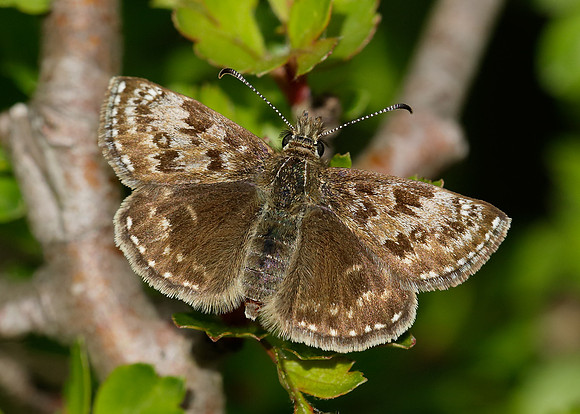 Dingy Skipper Erynnis tages