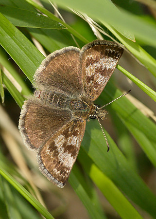 Dingy Skipper Erynnis tages