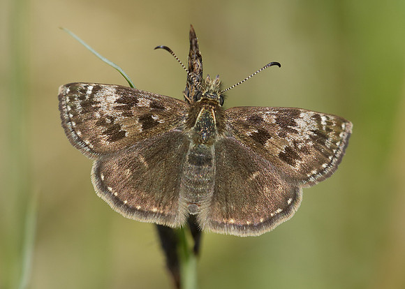 Dingy Skipper Erynnis tages