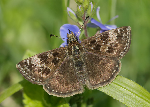 Dingy Skipper Erynnis tages
