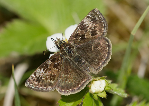 Dingy Skipper Erynnis tages