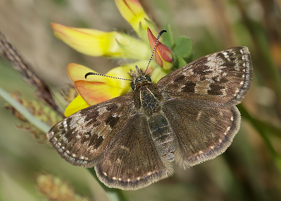 Dingy Skipper Erynnis tages