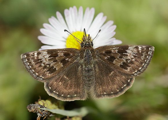 Dingy Skipper Erynnis tages
