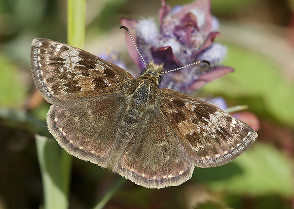 Dingy Skipper Erynnis tages