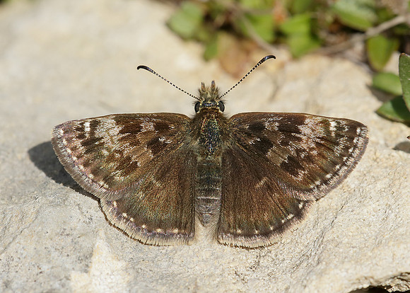 Dingy Skipper Erynnis tages