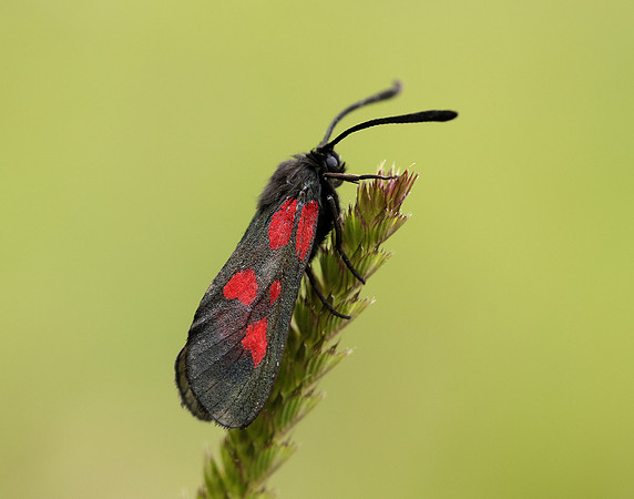 54.007 BF168 New Forest Burnet Zygaena viciae