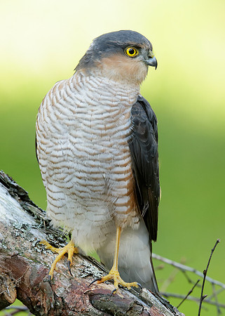 Sparrowhawk Accipiter nisus