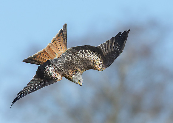 Red Kite Milvus milvus