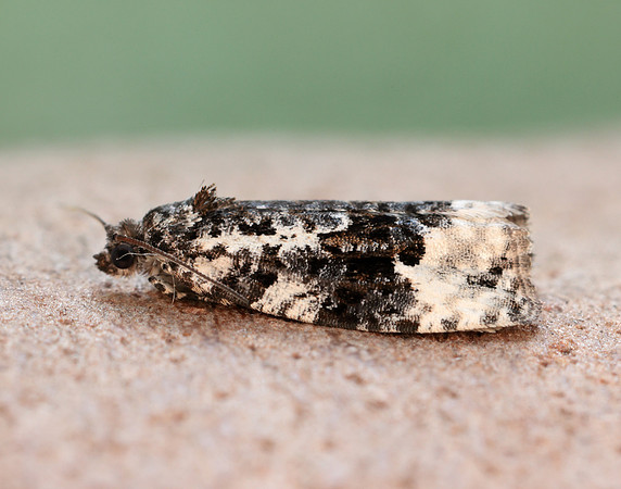 49.149 BF1092 Apotomis turbidana