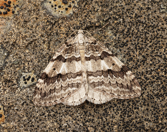 70.109 BF1797 Autumnal Moth Epirrita autumnata