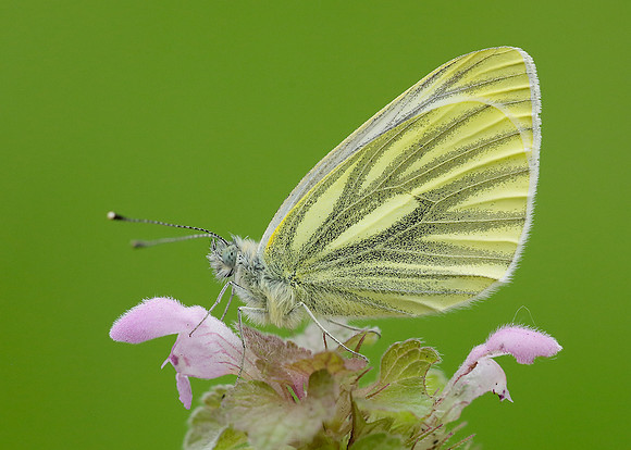 Green-veined White Pieris napi