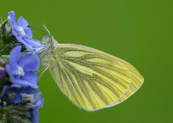 Green-veined White Pieris napi