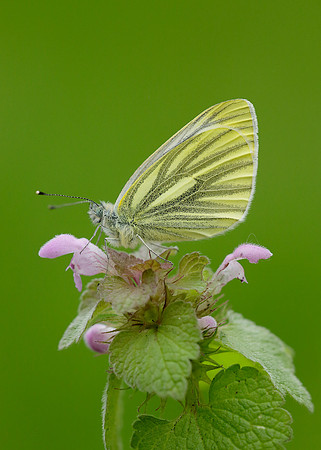 Green-veined White Pieris napi