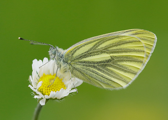 Green-veined White Pieris napi
