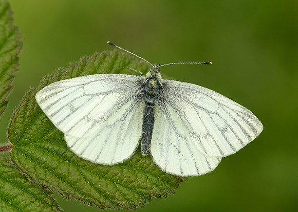 Green-veined White Pieris napi