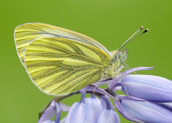 Green-veined White Pieris napi