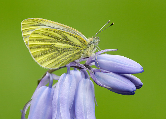 Green-veined White Pieris napi
