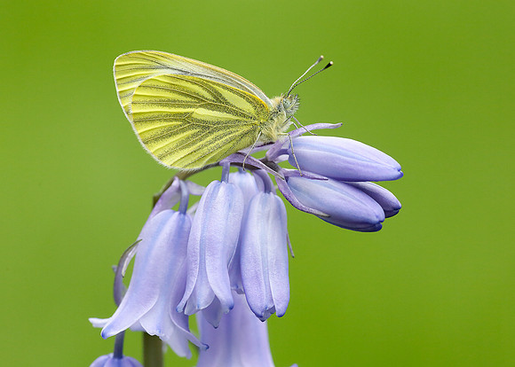 Green-veined White Pieris napi