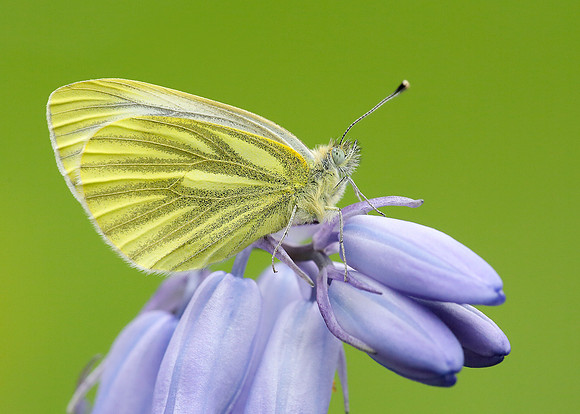 Green-veined White Pieris napi