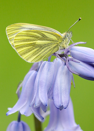 Green-veined White Pieris napi