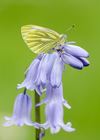 Green-veined White Pieris napi