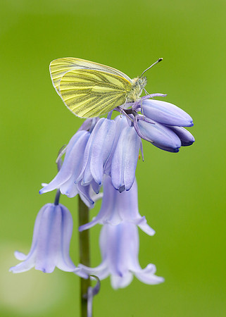 Green-veined White Pieris napi