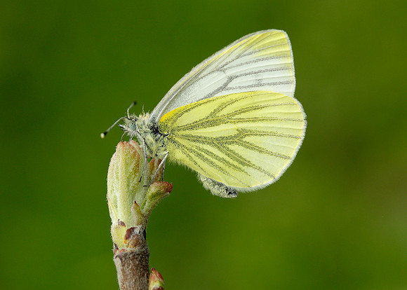Green-veined White Pieris napi