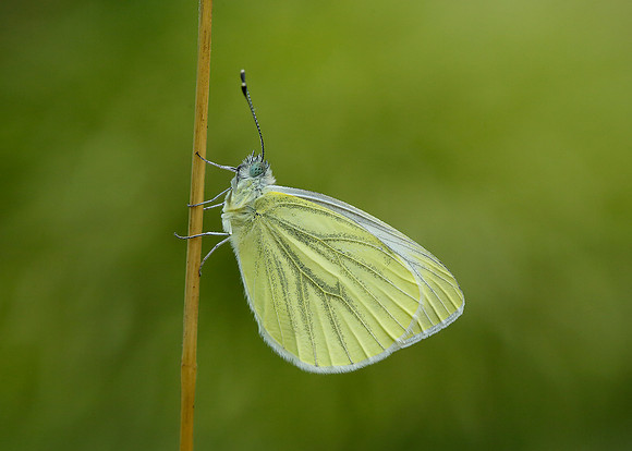 Green-veined White Pieris napi