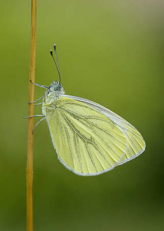Green-veined White Pieris napi