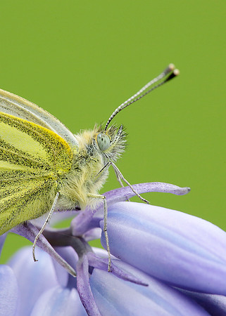 Green-veined White Pieris napi