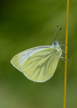 Green-veined White Pieris napi