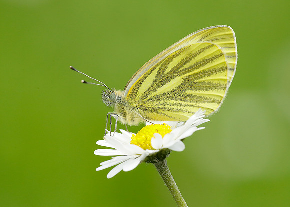 Green-veined White Pieris napi