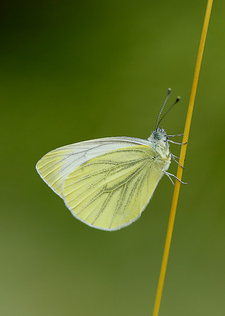 Green-veined White Pieris napi