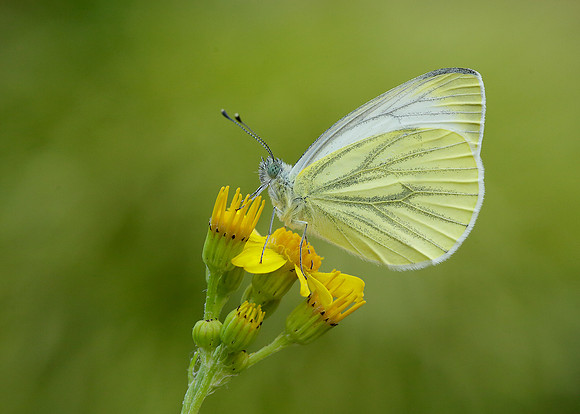 Green-veined White Pieris napi